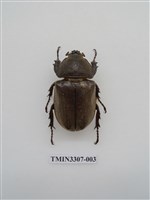 藏品(獨角仙)的圖片